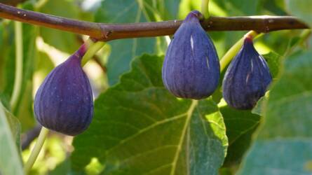 Miként kell metszeni a fügebokrokat?