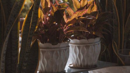 Ez a lámpa mentheti meg a növényeit télen