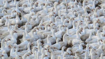 Hungarikum, amit Európa kitiltana – mi lesz a libamájjal?