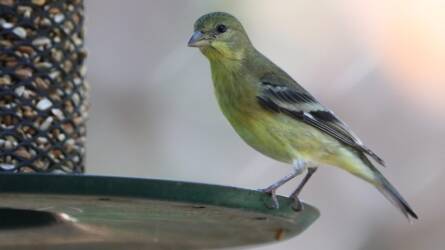 Ön ismeri a kert titkos lakóit? Madárhatározás könnyedén!