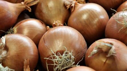 Mi okozza a hagyma buroklevelei alatt fekete foltok megjelenését?