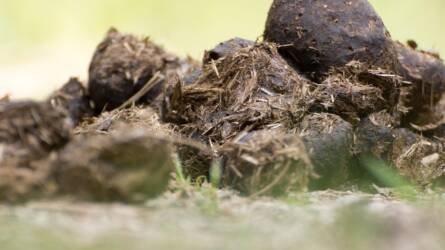 Meglepő! Ettől nőnek brutális tempóban a palánták