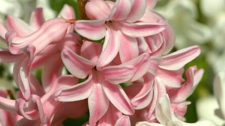 Hajtatott jácint: 4 hiba, amit soha ne kövessünk el!