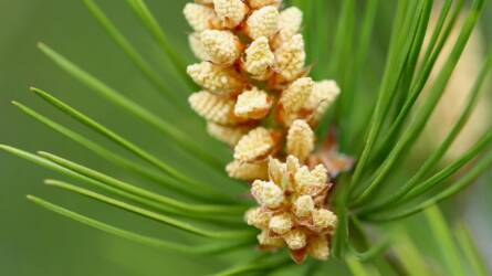 A méz, ami nem is virágból készül