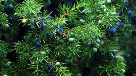 A kert, ami lenyűgözi a vendégeket: adventi koszorú saját alapanyagból!