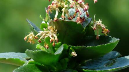 Ne dobja ki: így virágzik újra a korallvirág!