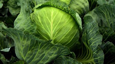 Elképesztő hír érkezett Törökországból, „gyilkos” méretű növényeket termesztenek