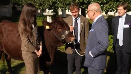 Károly brit király gonosz tréfát eszelt ki, teljes a pánik a haszonállatai miatt