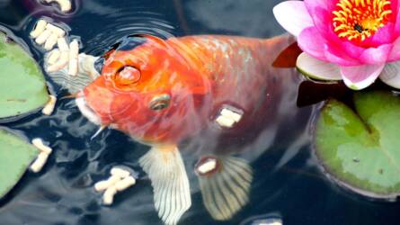 Mitől borulhat fel a kerti tó vízminősége? – Amikor az egyensúly megbillen