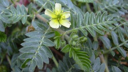 Királydinnye és átoktüske: bosszantó gyomnövények, melyek gyógynövények is egyben