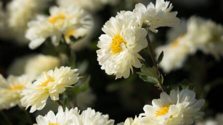 Krizantém: már nem csak a temetők dísze