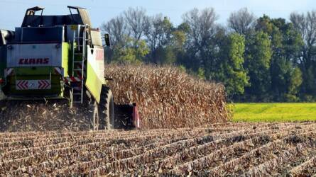 Ijesztő események hátráltatják a kukorica betakarítását, javában folynak a vizsgálatok