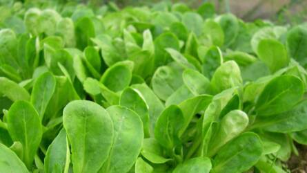 A legegyszerűbb téli zöldség: galambbegy-saláta