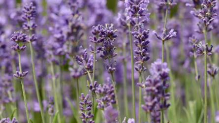 Megmetszhetem még novemberben a levendulát?