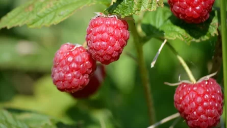 Mi legyen a málnán képződő rengeteg sarjjal?