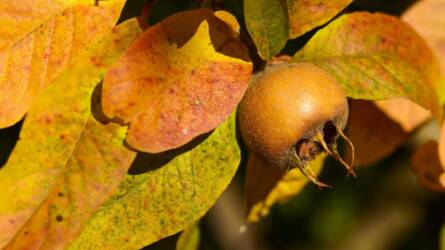 A gyümölcs, ami „magát főzi meg”