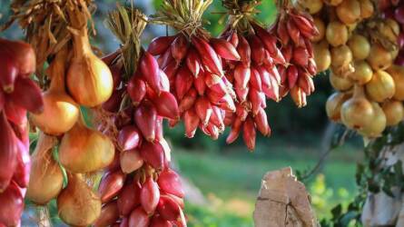 Hűtőben tárolja a hagymát? Nagy hibát követ el!