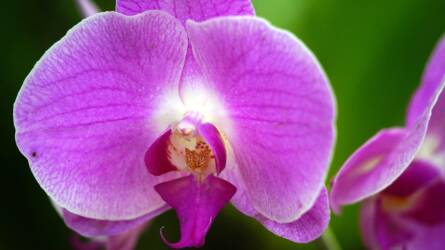 Szárad az orchidea? Így hozza vissza az utolsó pillanatban!