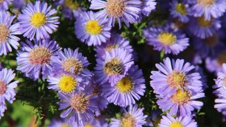 Őszirózsák az őszi kert szépségei – A szezon utolsó nagy színrobbanásai