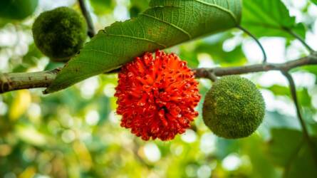 Hogy lehet megszabadulni a papíreperfától a kiskertben?