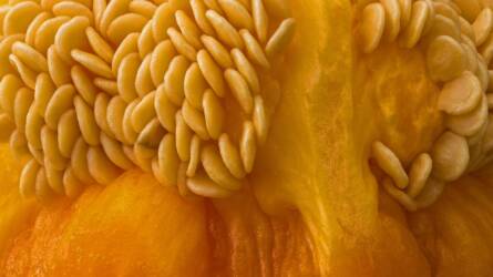 Hány évig érdemes a zöldségfajok vetőmagjait megtartani?