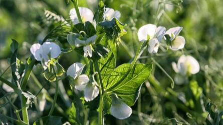 Szójamentes jövő: brit kutatók áttörése