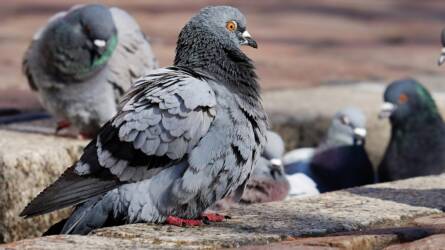 Elképesztő! A telep, ahol a galamboknak már semmi esélyük