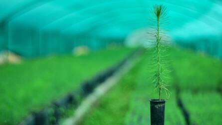 Sokkoló, mennyi idő fenyőt nevelni magról!