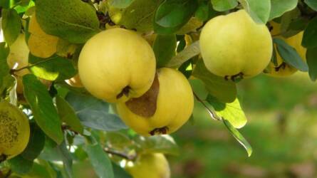 Három módszer: így készül a tökéletes házi birsalmalé