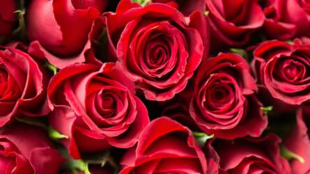 Vérrel öntözött rózsák Ecuadorból