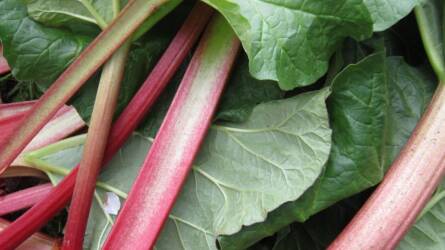 Miért gyengül a rebarbara? Itt a megoldás!