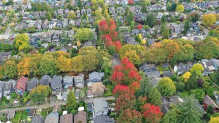 Növények, amelyek megváltoztatják a városlakók életét