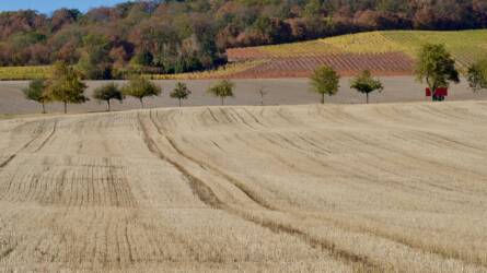 XXXV. Keszthelyi Növényvédelmi Fórum