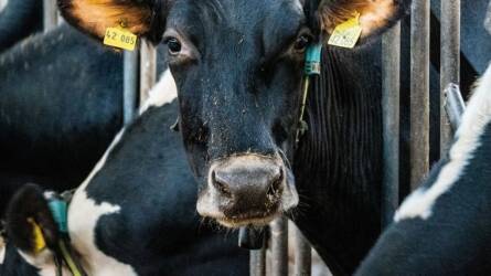 Tejjel fűtenek egy gazdaságban, az ötlet csak első hallásra megbotránkoztató