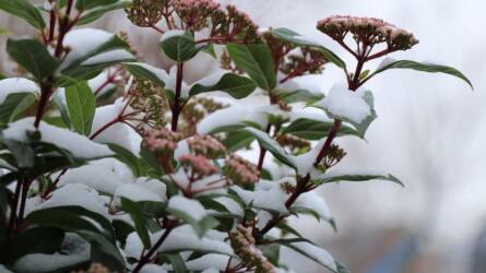 Fenntartható kert: utolsó idei virágok a kertben