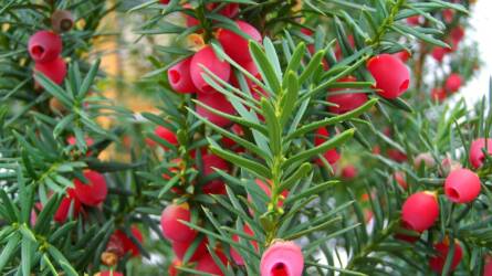 Novemberi kert: ezeket ültessük a csodaszép kertért!