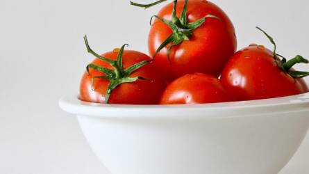 Paradicsomtermesztés növény nélkül?