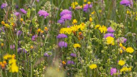 Vadvirágok a kertben: mit vethetünk most? – Útmutató az őszi-téli vetéshez