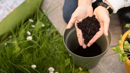 Hogyan lehet megszüntetni a citromfa talajának penészedését?