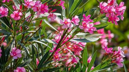 A szabadban teleltették a leandert, hihetetlen, mi történt vele