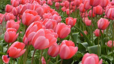 Elkéstem a tulipán hagymáinak elültetésével?