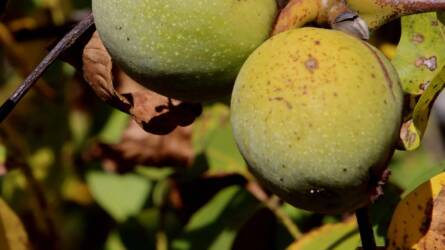 Ne hagyja ott! A diófa levele gondot okozhat