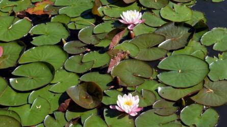 Hogyan élik túl a kerti tó növényei a telet?