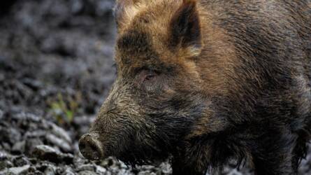Három megye, három vírus: soha nem volt ennyire fontos a járványvédelem