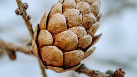 Nem hiszi el, mi derült ki a magyar fenyőtobozokról!