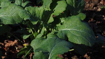 Ezért érdemes ősszel lemérni a repce zöldtömegét