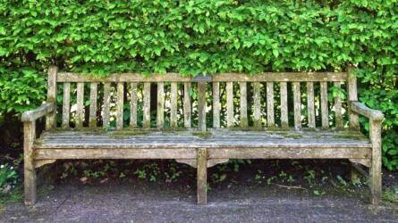 Dísznövények szerepe a városi zajcsökkentésben