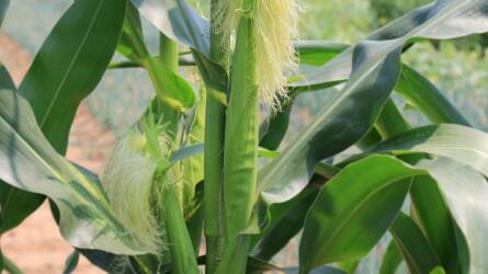 45 centiméter mélyre ültetett kukorica bújt ki a földből, valóságos csoda történt