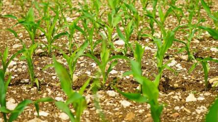 Verjük ki a fejünkből az áprilisi kukoricavetést? Izgalmas kísérlet hozott megdöbbentő eredményt