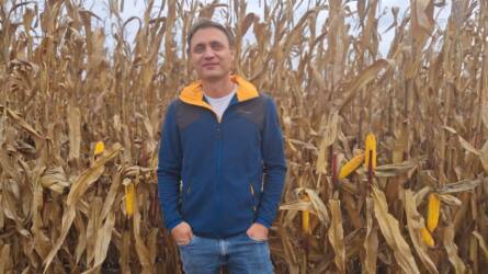Öntözés nélkül termett 14 tonnás kukorica Borsodban, utánajártunk a csodának